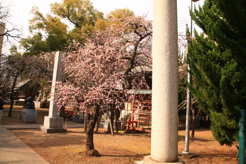 枝垂れ梅の花