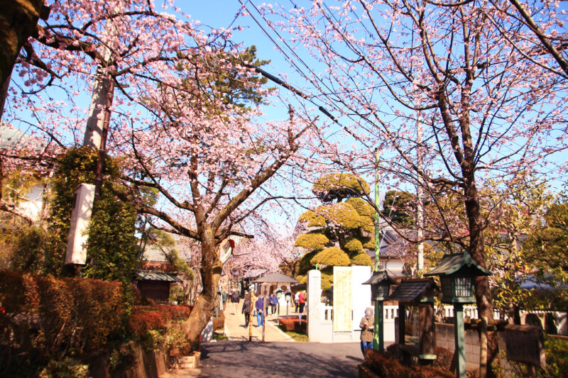 密蔵院 桜