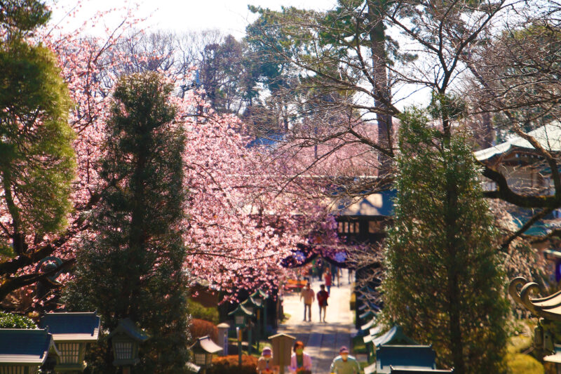 密蔵院 桜