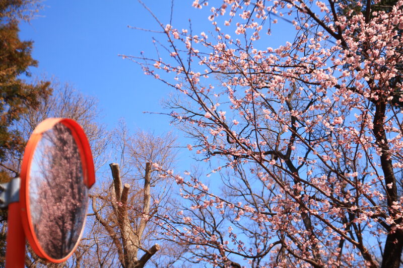 安行原自然の森 桜