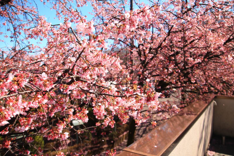 密蔵院 安行桜