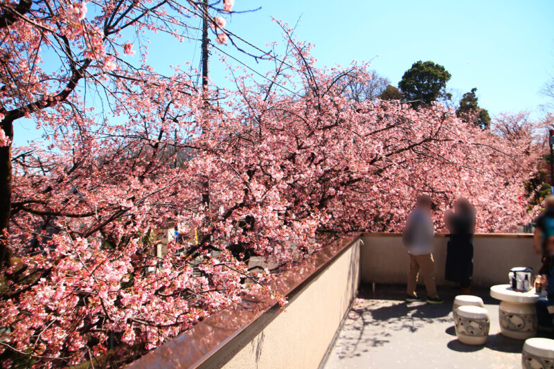 密蔵院 安行桜