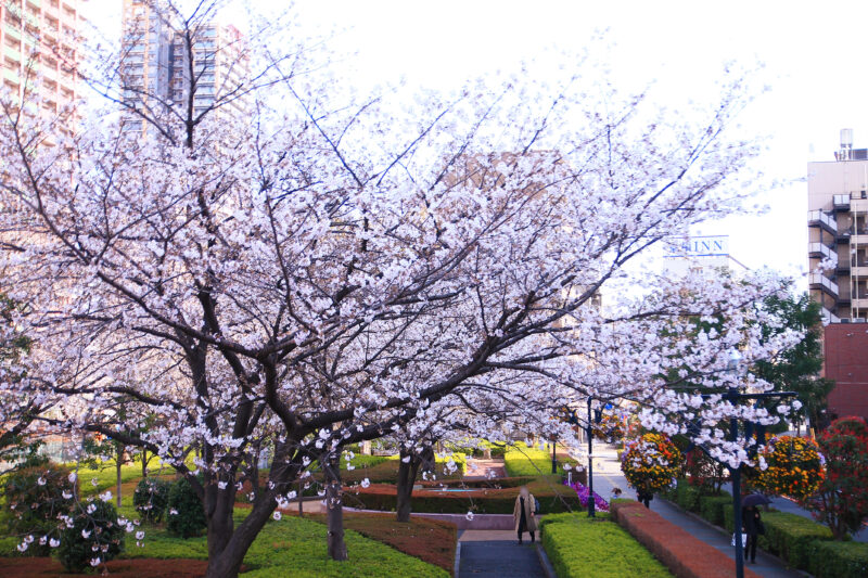 川口西公園(リリアパーク) 桜