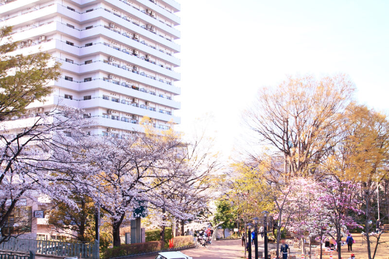 川口西公園(リリアパーク)の桜
