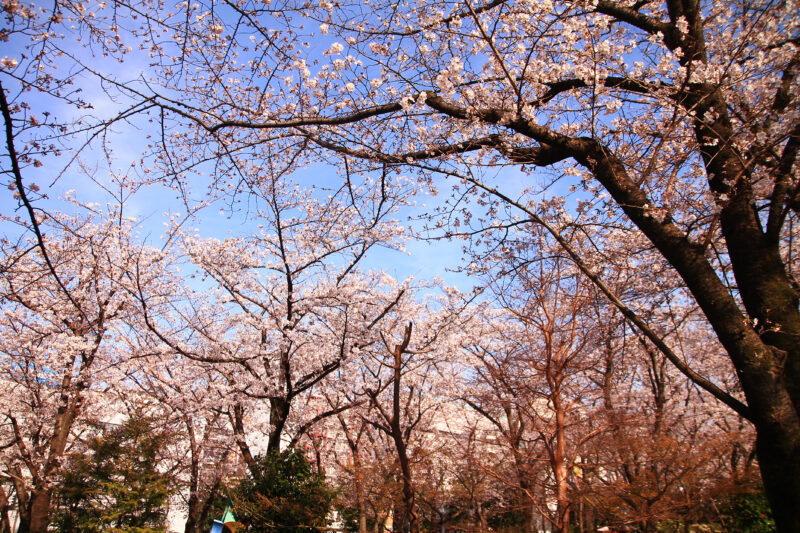 川口西公園(リリアパーク)の桜