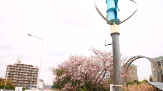 川口 桜