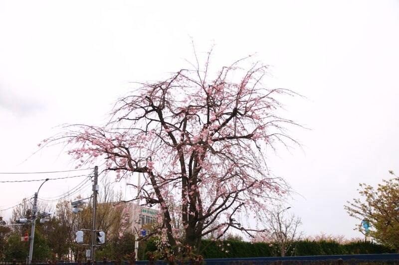 川口 桜