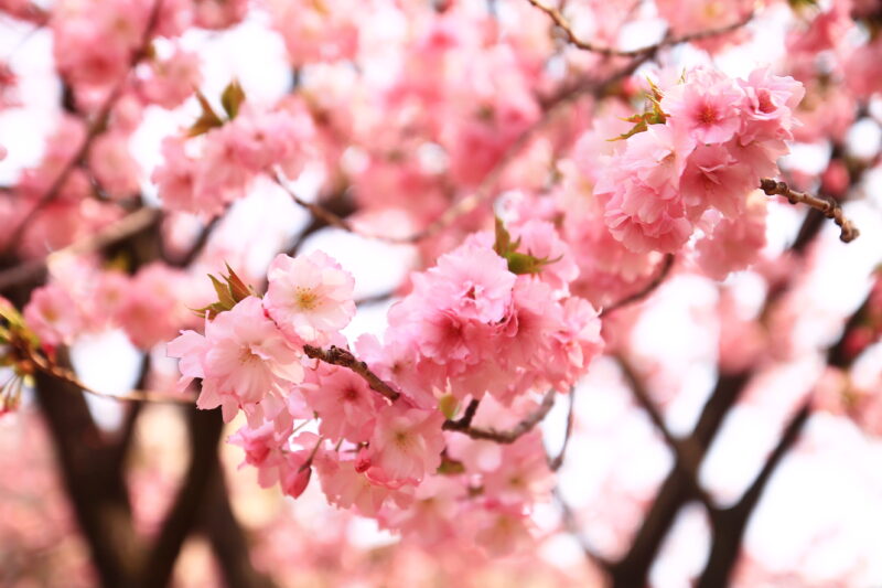 川口西口 花と彫刻の広場 八重桜