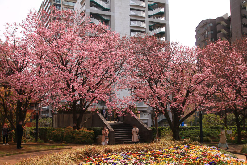 川口西口 花と彫刻の広場 八重桜