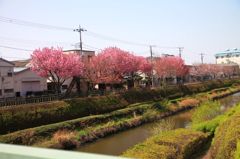川口元郷 桜