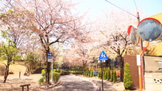 川口元郷 桜