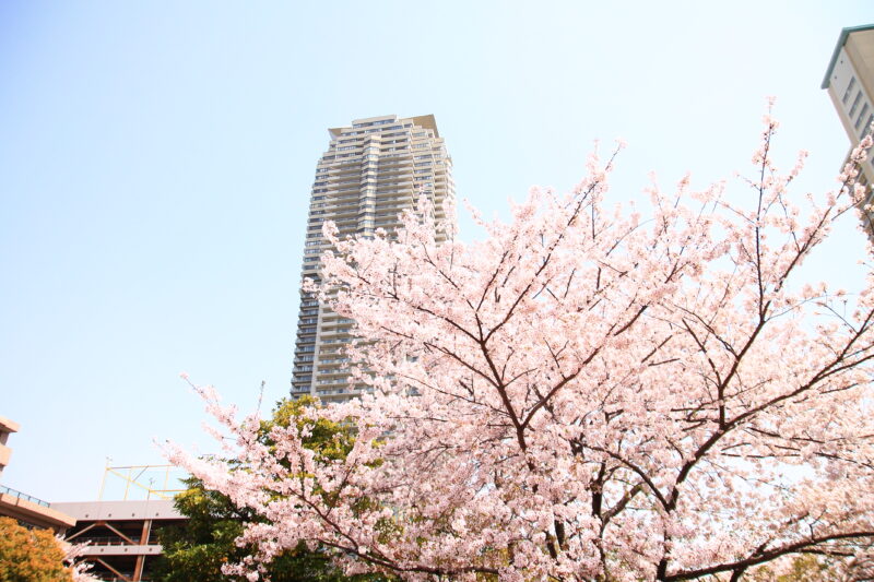 川口元郷 桜