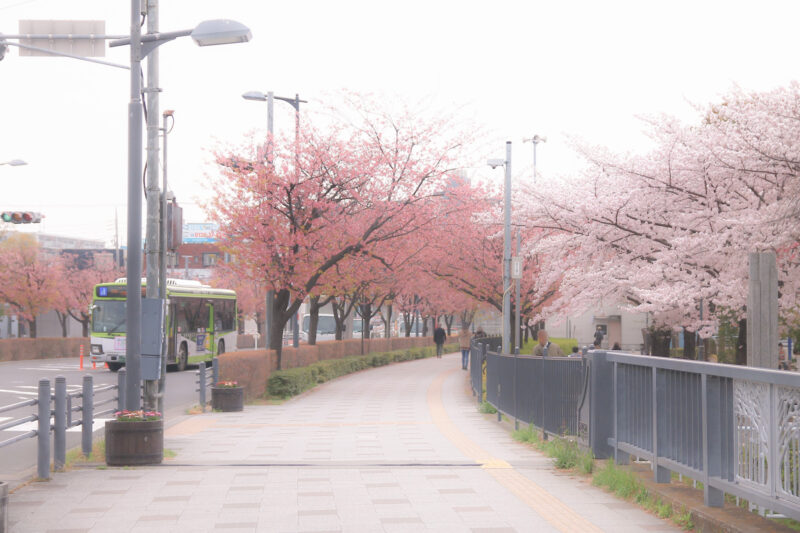川口元郷駅前 桜