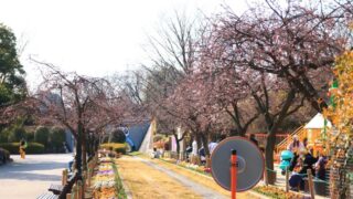 グリーンセンター 桜
