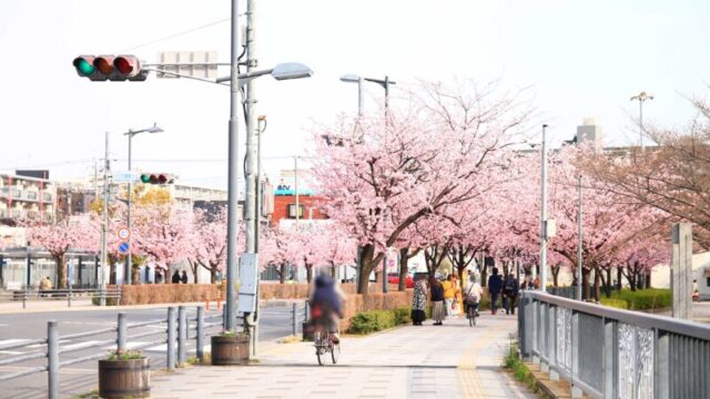 川口元郷駅 安行桜