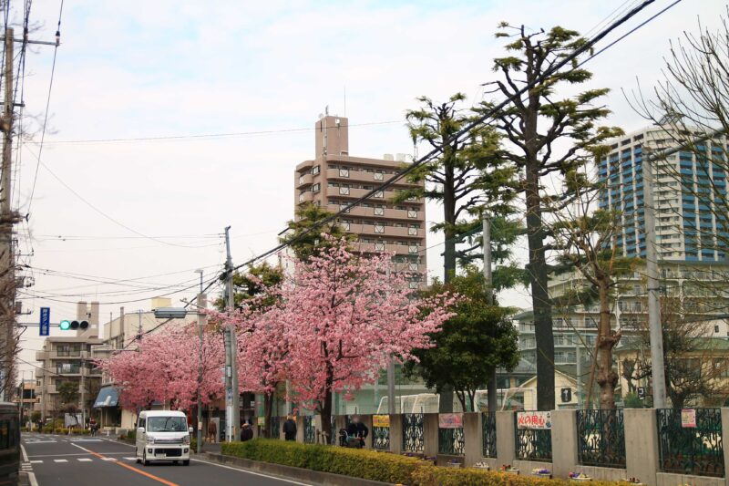 本町小学校前 桜