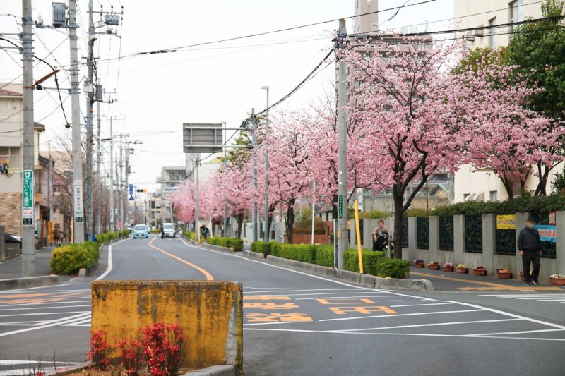 本町小学校前 桜