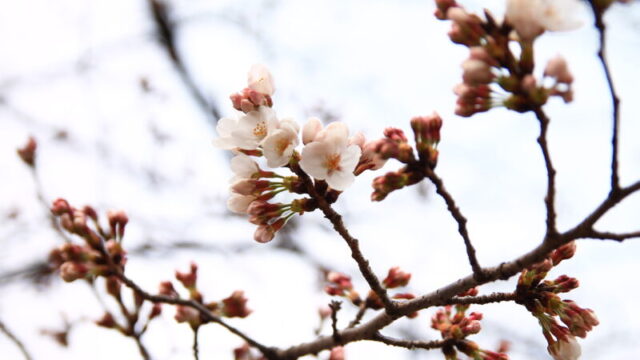 見沼代用水東縁