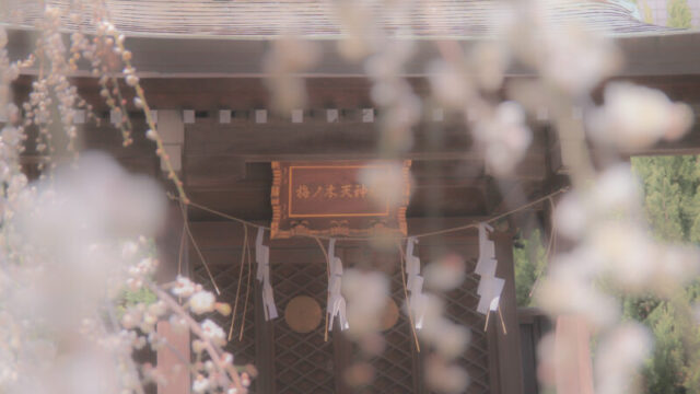 梅ノ木天神社のしだれ梅