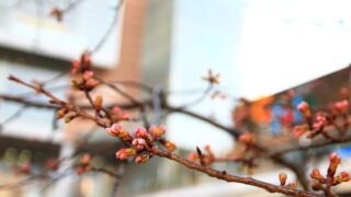 キュポラ広場 安行桜