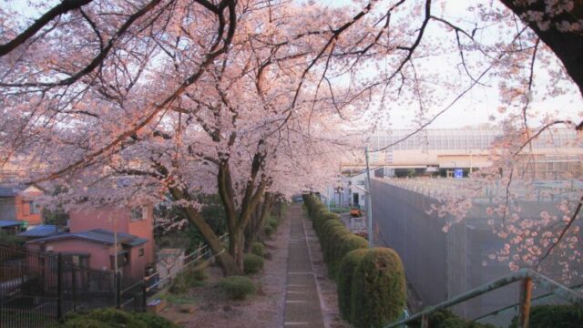 鶴ヶ丸八幡神社