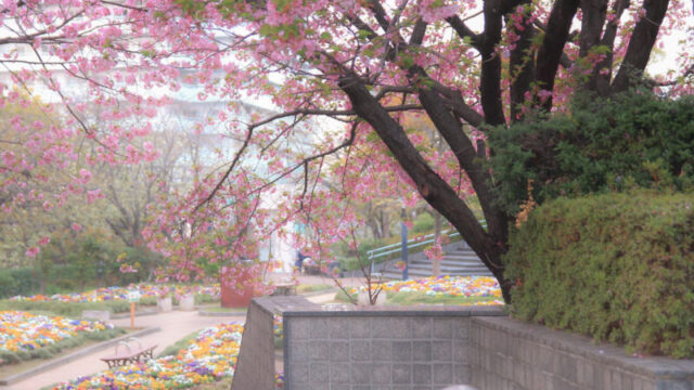 花と彫刻の広場 八重桜
