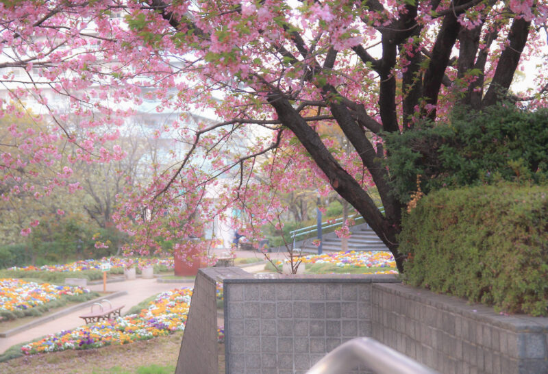 花と彫刻の広場 八重桜