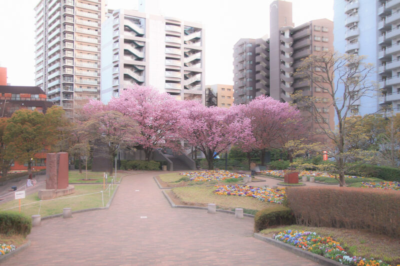 花と彫刻の広場の八重桜
