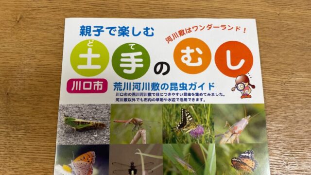 川口市 荒川河川敷の昆虫ガイド