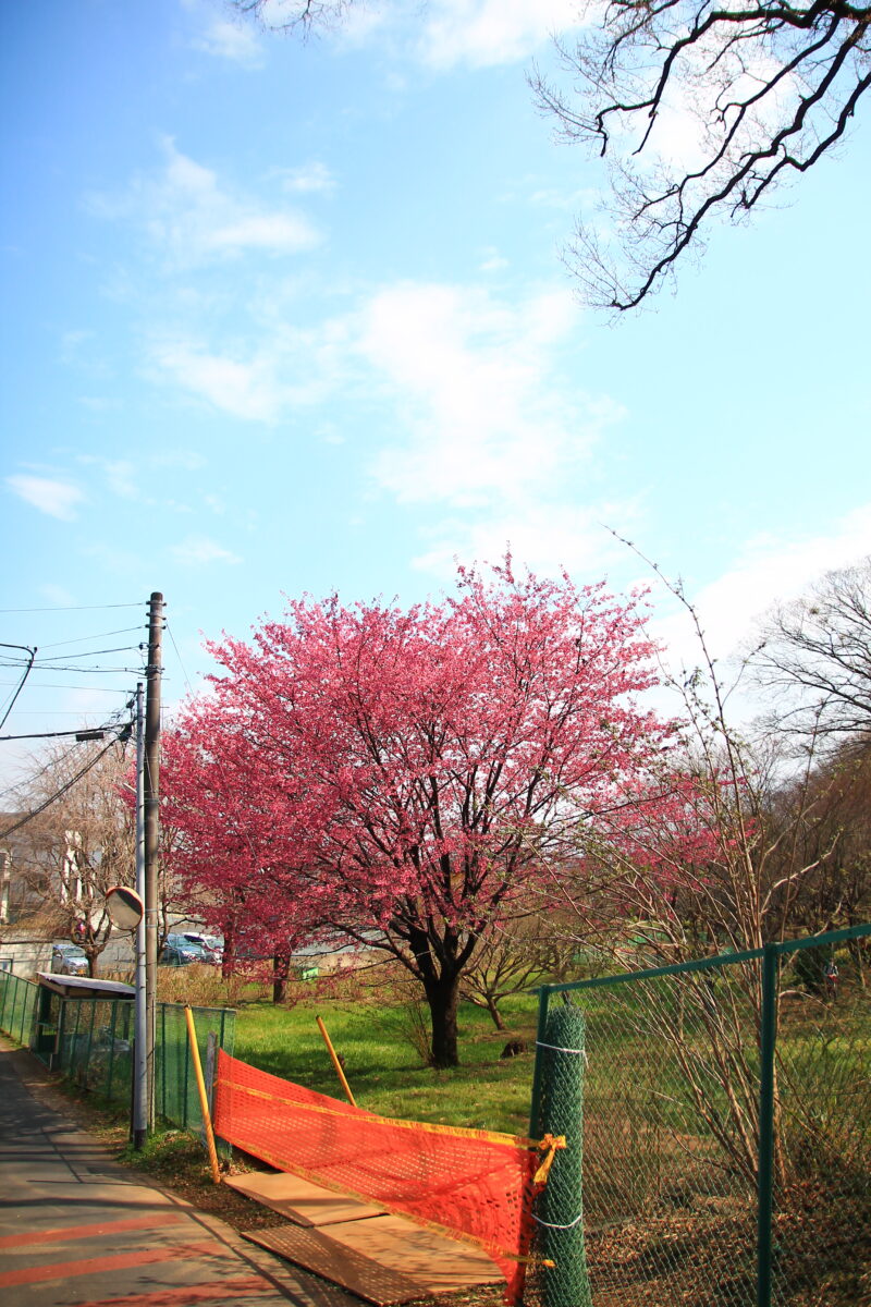 密蔵院の桜