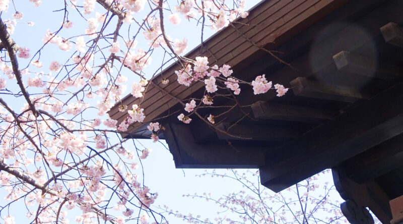 密蔵院　安行桜