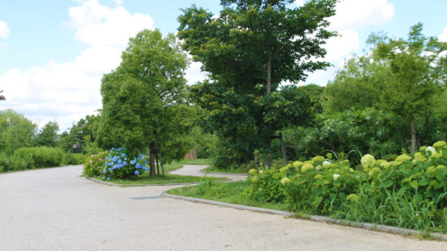 舎人公園 紫陽花