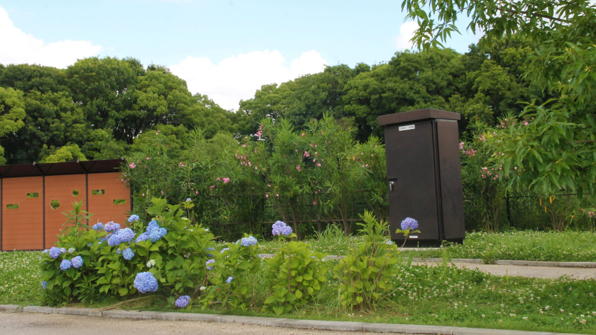 舎人公園 紫陽花