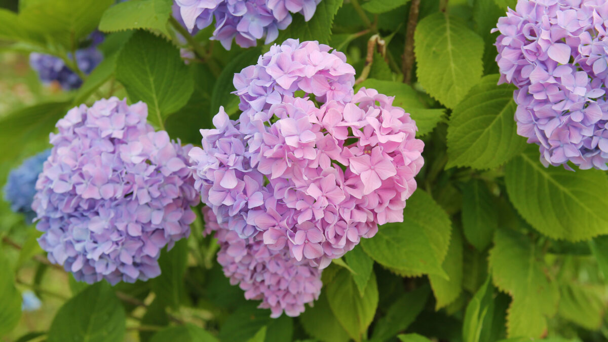 舎人公園 紫陽花