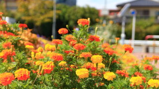 南鳩ヶ谷駅前 花壇