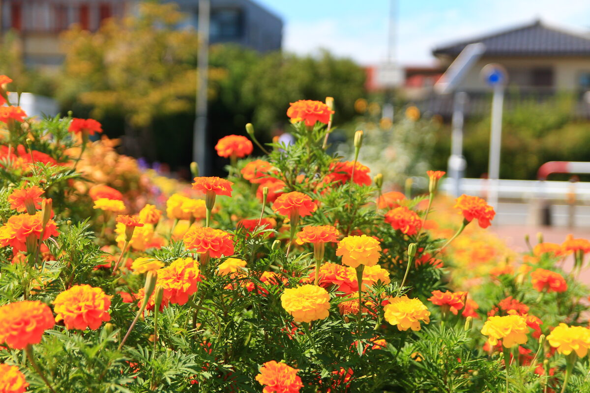 南鳩ヶ谷駅前 花壇