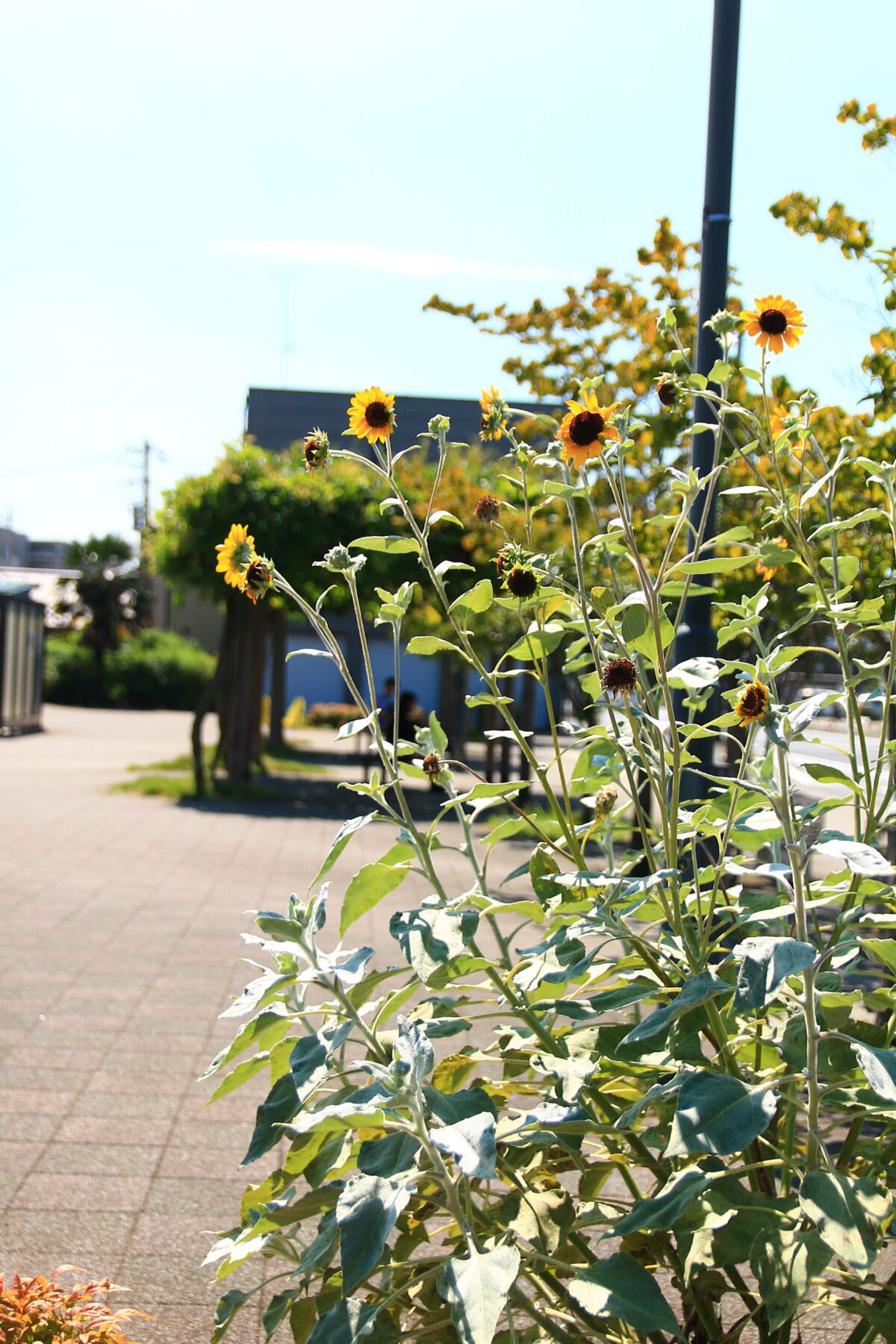 南鳩ヶ谷駅前 花壇