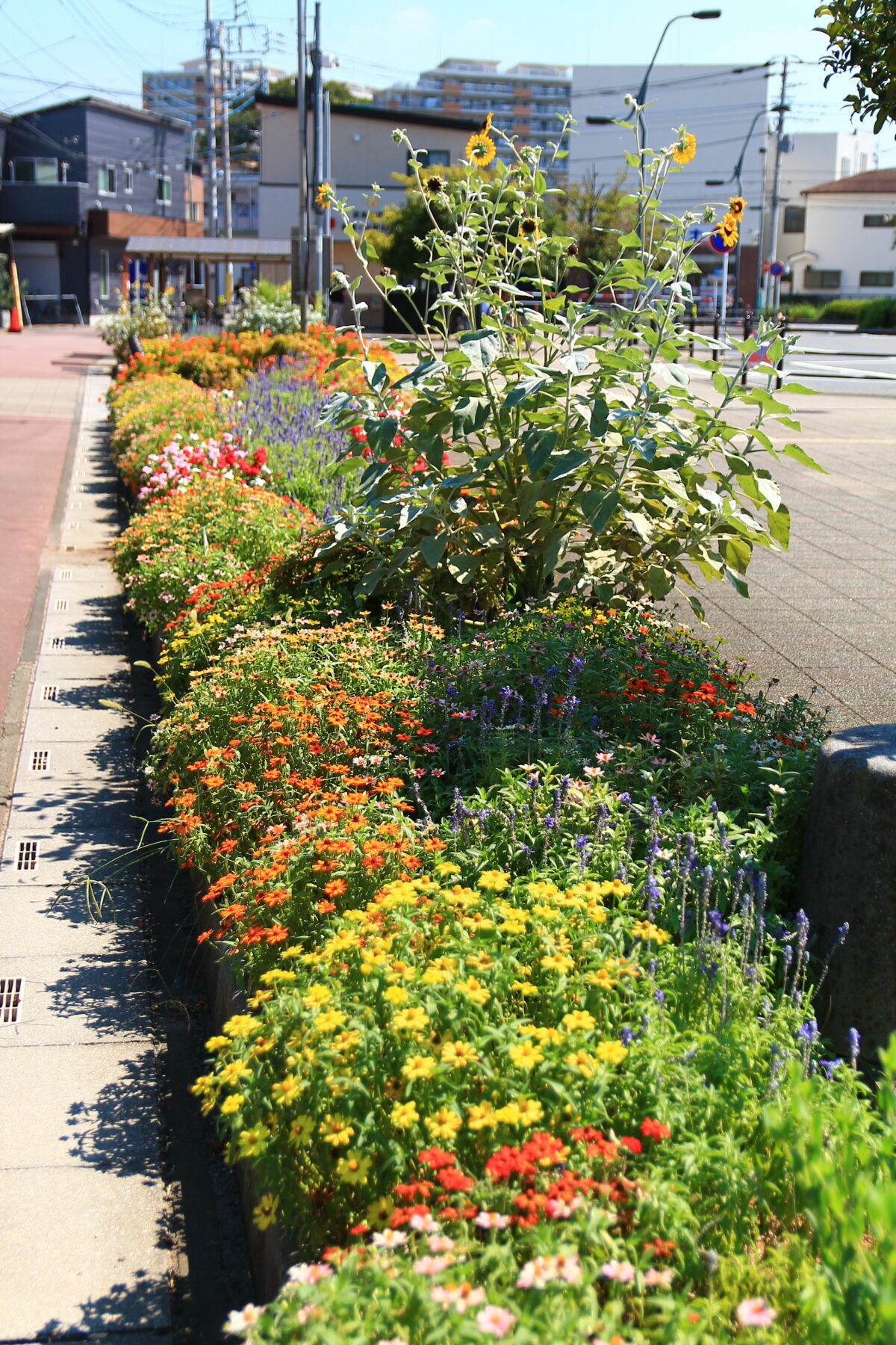 南鳩ヶ谷駅前 花壇