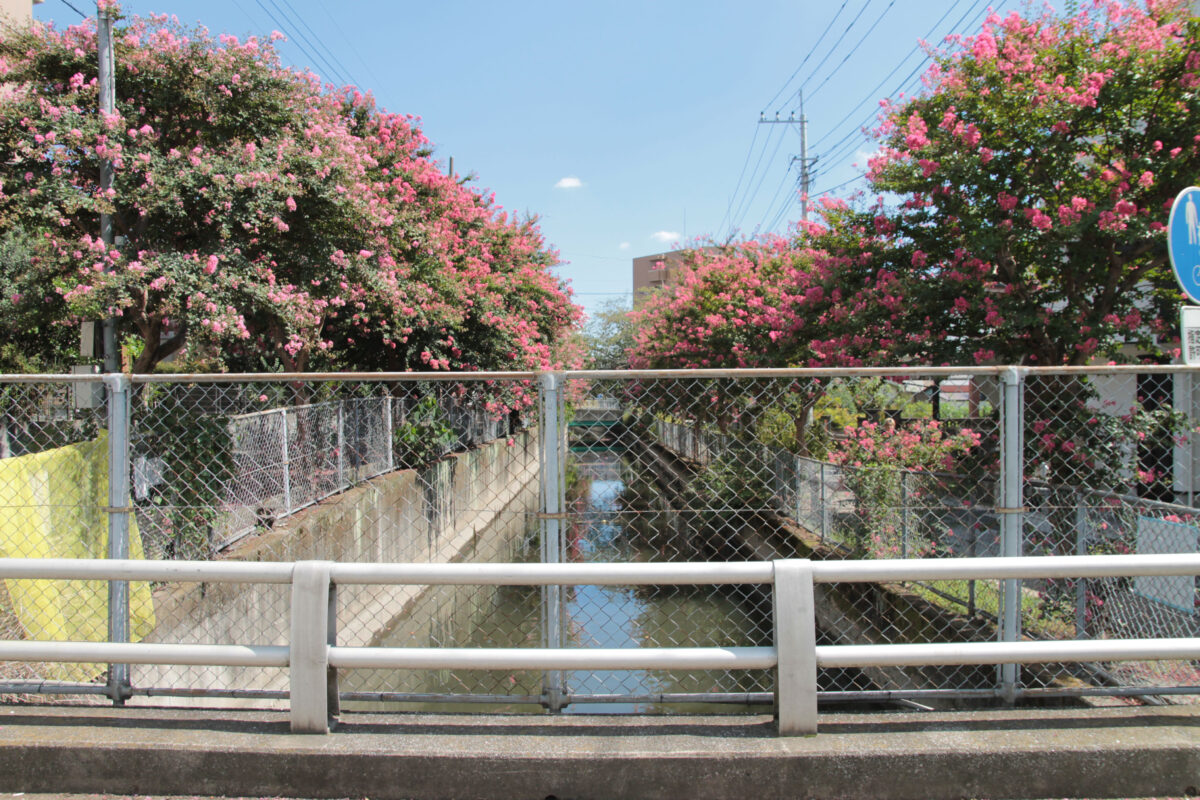 鳩ヶ谷百日紅