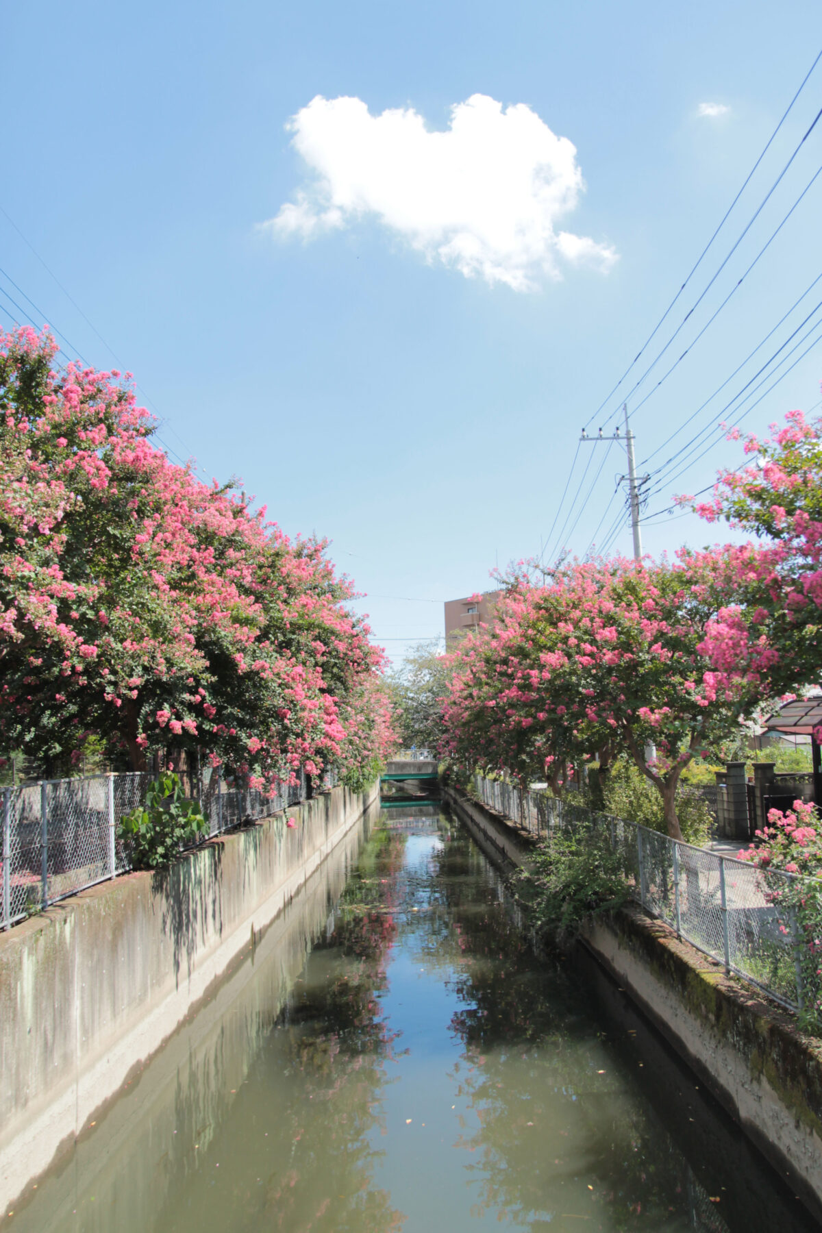 鳩ヶ谷百日紅