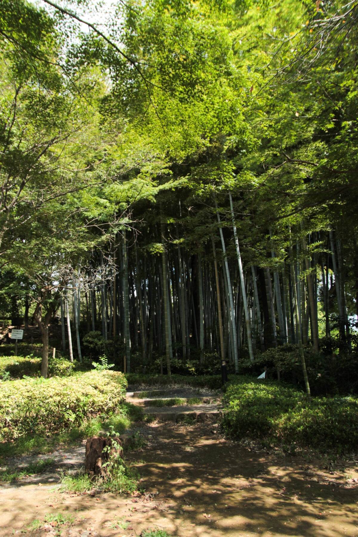 戸塚中台公園　川口