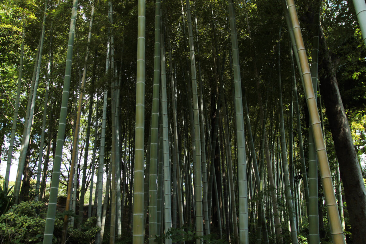 戸塚中台公園　川口