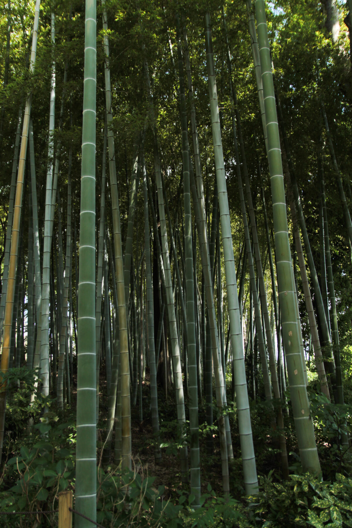 戸塚中台公園　川口