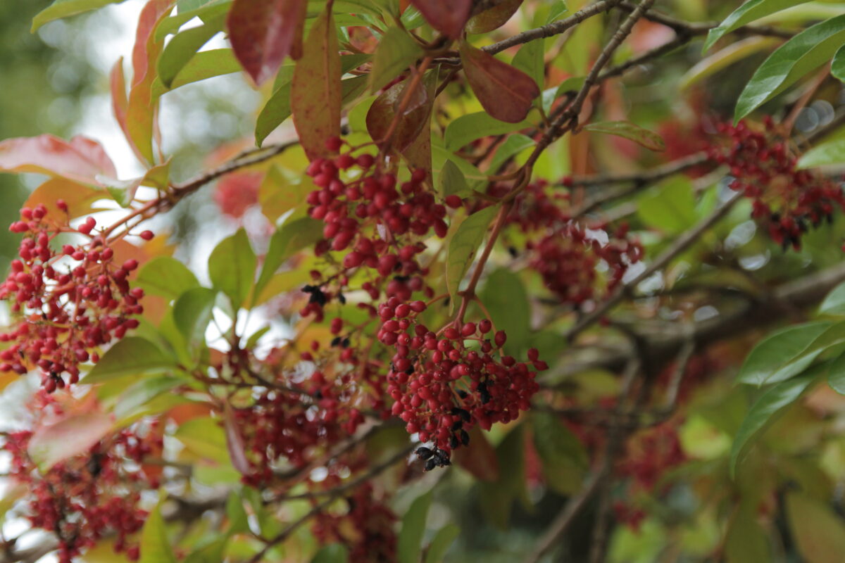 柳崎第3公園