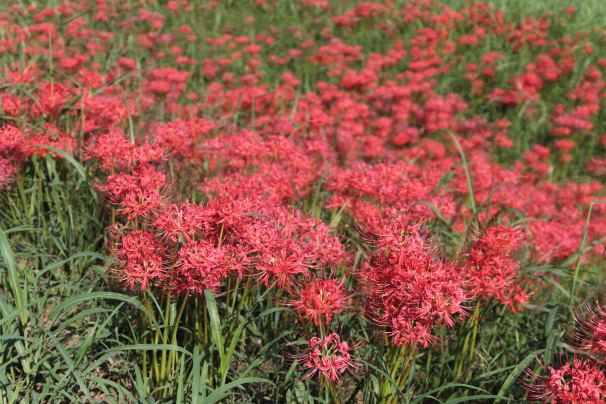 彼岸花群生地　大久保浄水場