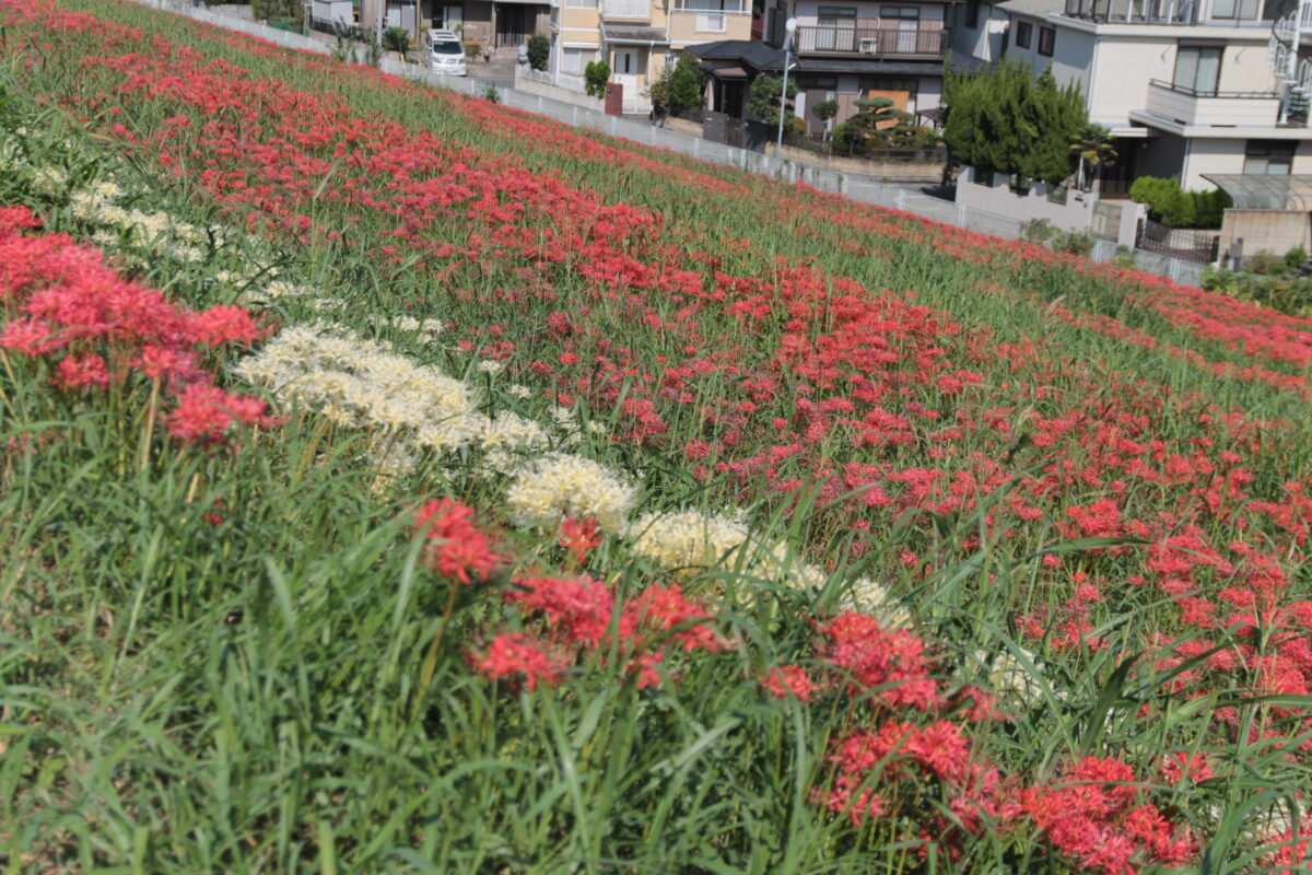 彼岸花群生地　大久保浄水場