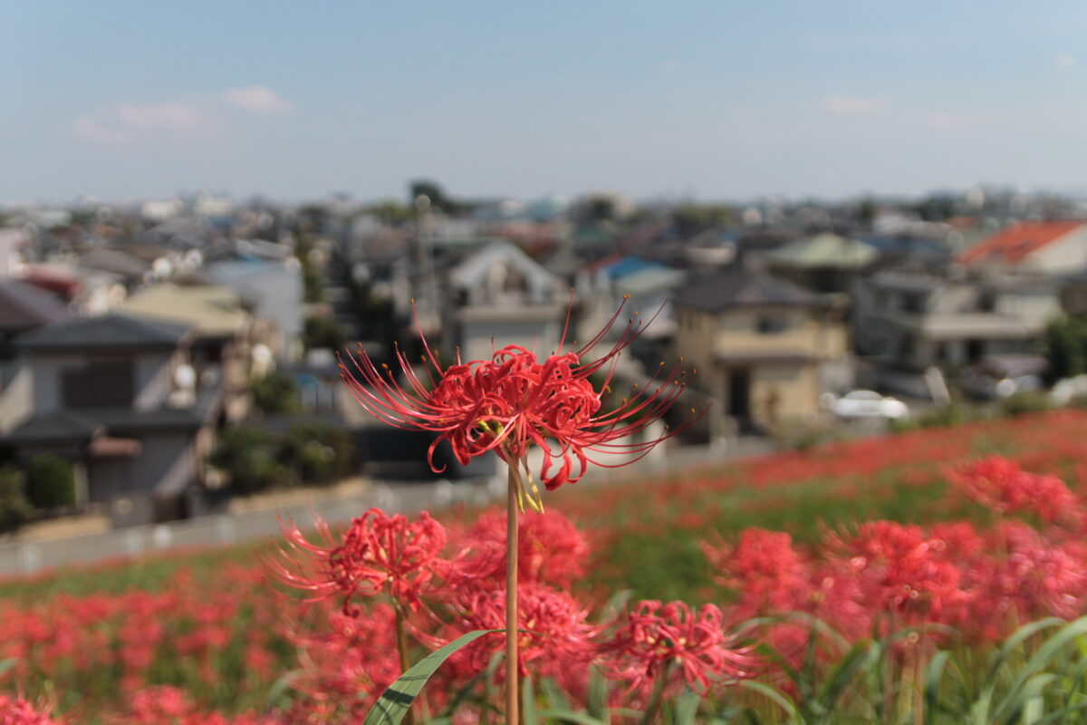 彼岸花群生地　大久保浄水場