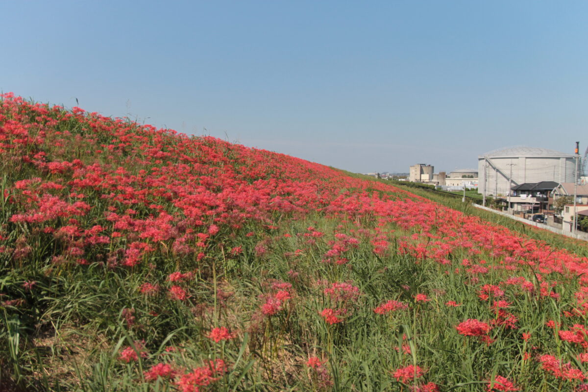 彼岸花群生地　大久保浄水場