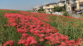 彼岸花群生地　大久保浄水場