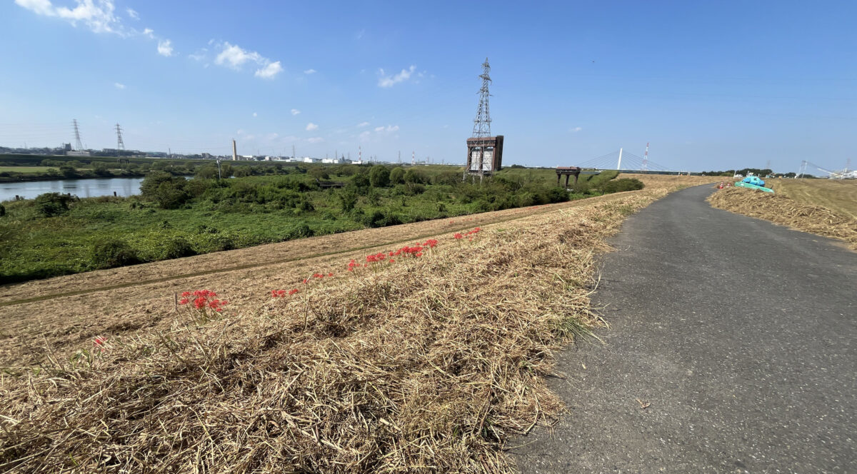 彼岸花群生地　大久保浄水場